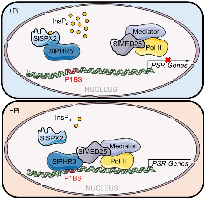 Diagrams of two cells, one  Pi and the other -Pi, to illustrate how the Mediator subunit SlMED25 and the co-repressor SlSPX2 competitively bind the N-terminal domain of the phosphate starvation response transcription factor SlPHR3 in tomato to form a sensitive molecular switch that dynamically modulates phosphate starvation responses and maintains phosphate homeostasis.