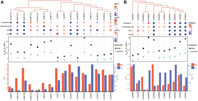 Data figures supporting findings that, while DNA methylation of all three cytosine contexts (CG, CHG, and CHH) is catalyzed by the three DNMTs, different mechanisms have together promoted high evolutionary dynamic and functional divergence in extant Poaceae species.
