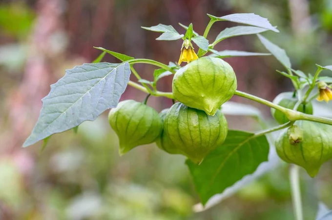 Tomatillo, or Mexican Husk Tomato, growing in a kitchen garden, a tasty ingredient 