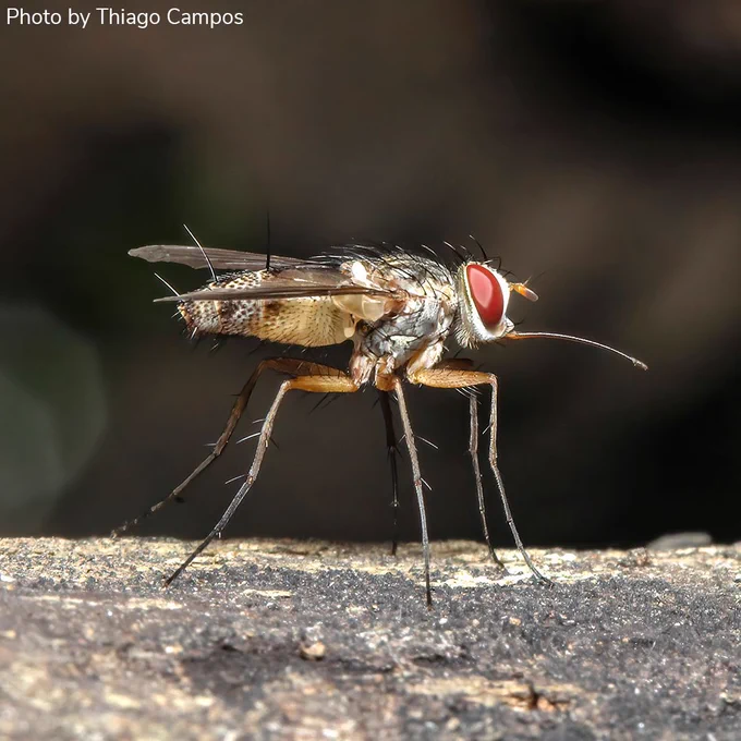 A close-up of a fly with red eyes, spiny legs, and transparent wings standing on a rough surface. Background is blurred.