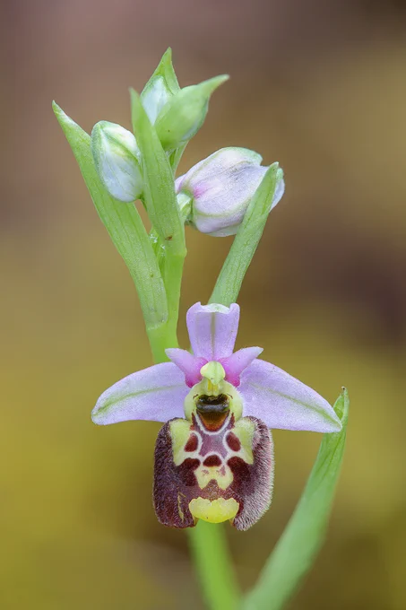 Ophrys annae © Michele Viganò 