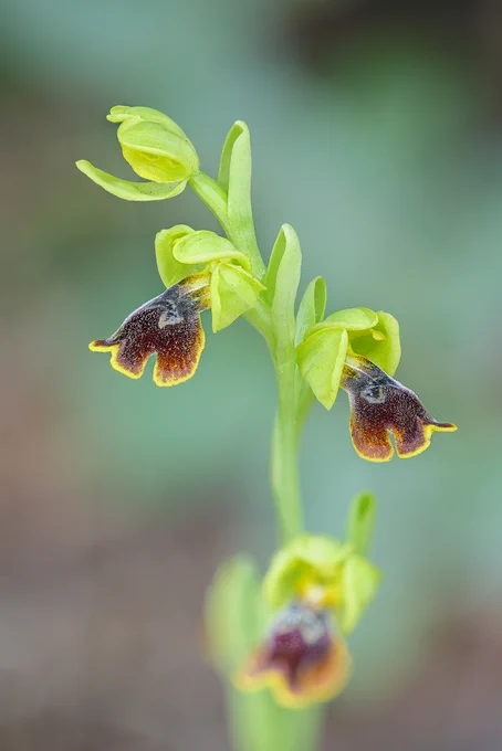 Ophrys lepida © Michele Viganò 