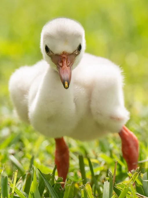 A fluffy flamingo chick with soft white down and small, pinkish legs stands on green grass, looking toward the camera.