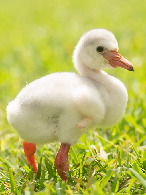 A young flamingo with fluffy white feathers and red legs stands on vibrant green grass under bright sunlight.