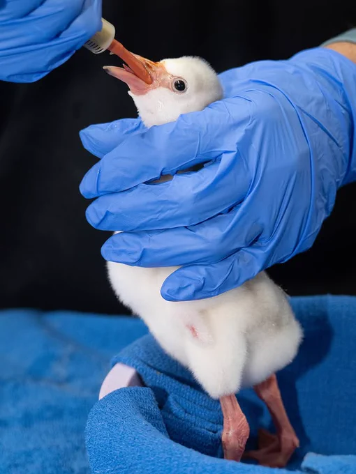 A small white flamingo chick is being fed with a dropper by someone wearing blue gloves. The chick is standing on a blue towel.