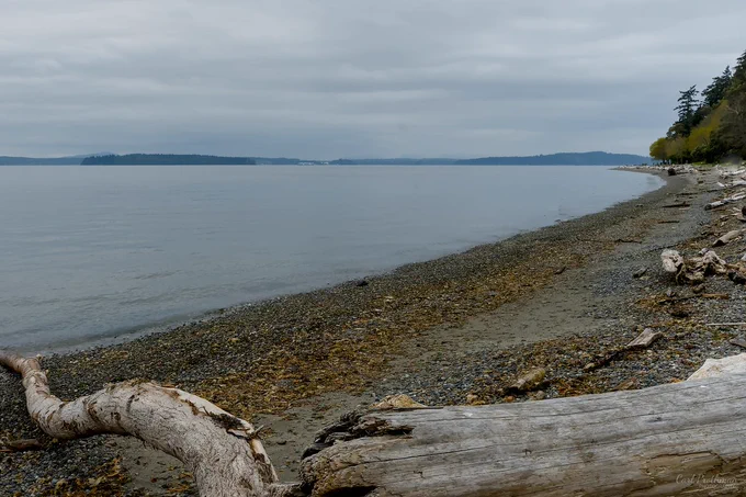 A wide view of the rocky shoreline at Seahurst Park on an overcast day. Large pale driftwood logs fill the foreground, while the pebble beach curves along the right side toward a line of trees in the distance. Calm Puget Sound water stretches across the middle of the image under a soft gray sky, with low islands and distant shoreline visible on the horizon. The photo feels quiet, muted, and peaceful.