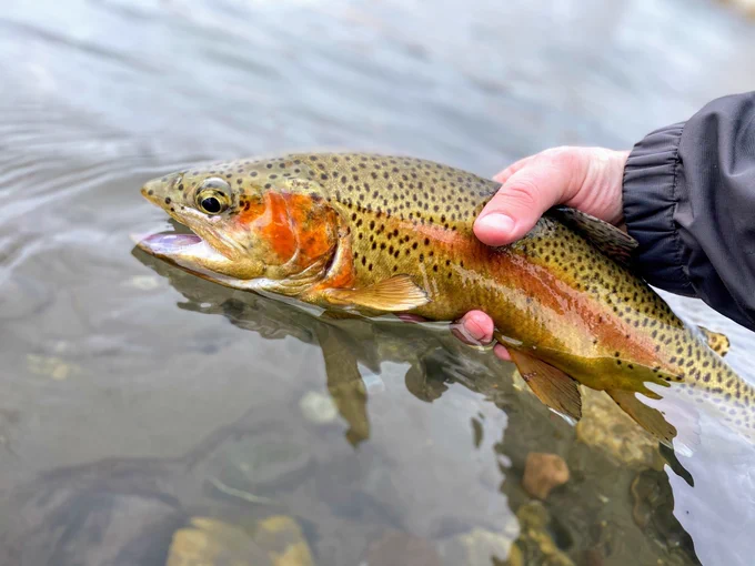 An angler holds a trout just above clear, shallow water. The fish features a golden-brown body densely covered with small black spots, a reddish-pink lateral stripe, and a bright orange patch on its gill plate.