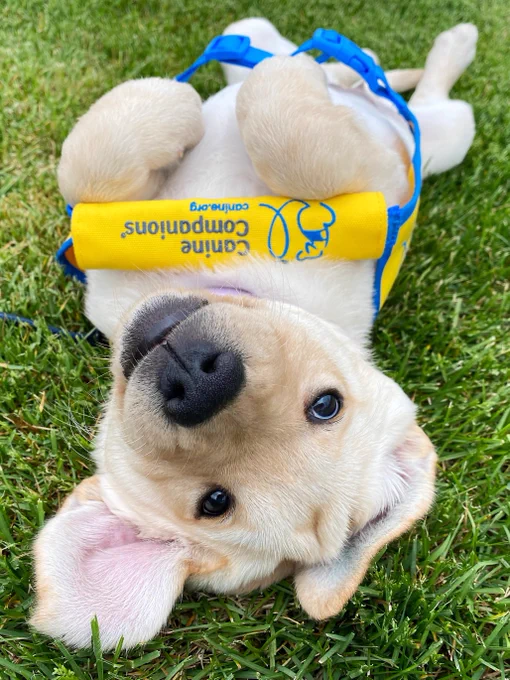 A playful puppy lying on its back in the grass, wearing a yellow "Canine Companions" vest. It has a blue leash attached to a harness.