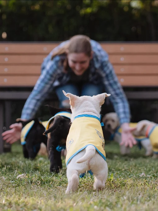 A group of puppies wearing yellow capes runs towards a person kneeling on grass in front of a wooden bench. The setting appears to be an outdoor park area with trees in the background.
