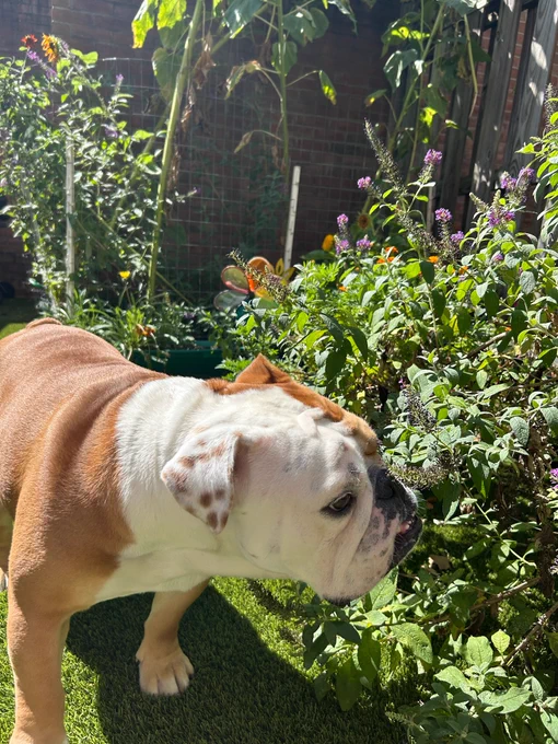 Jack sniffing flowers in a garden

