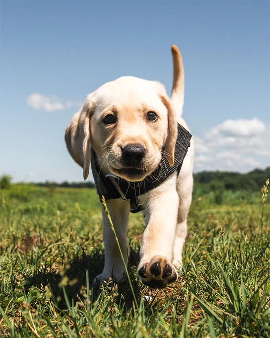 Photo. Commanders team dog TJ.