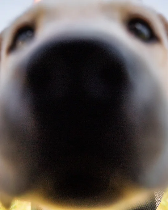Photo. Commanders team dog TJ sniffing the lens. 