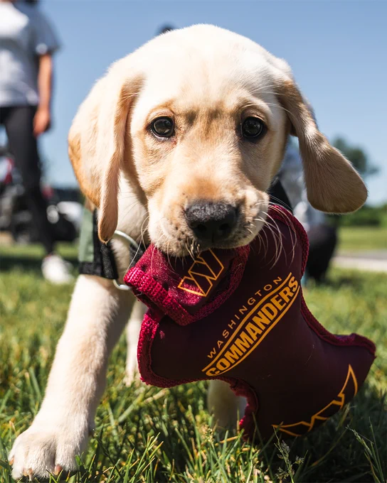 Photo. Commanders team dog TJ carrying a toy.