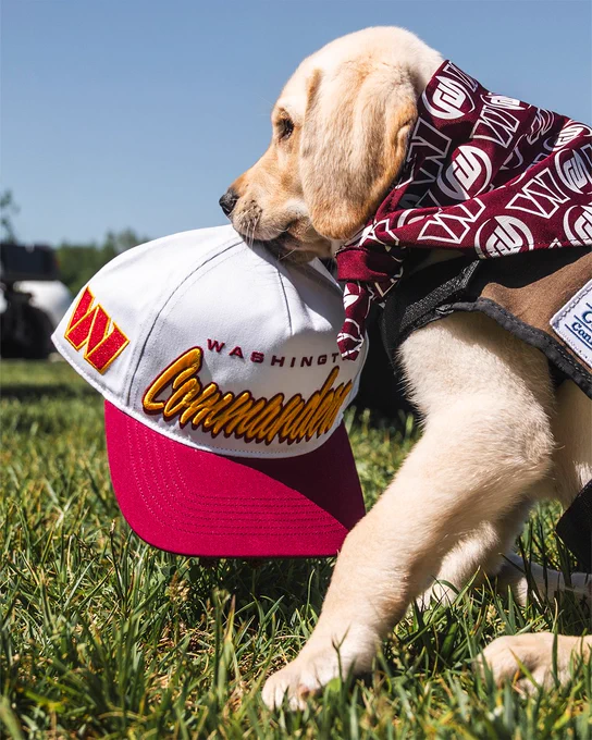 Photo. Commanders team dog TJ carrying the photographer's hat.