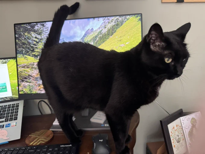 Beetle the black cat standing in front of my computer monitor