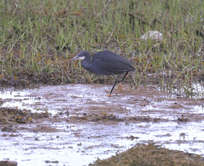 Western Reef Heron
