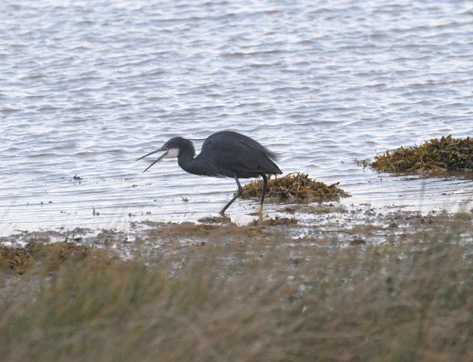 Western Reef Heron