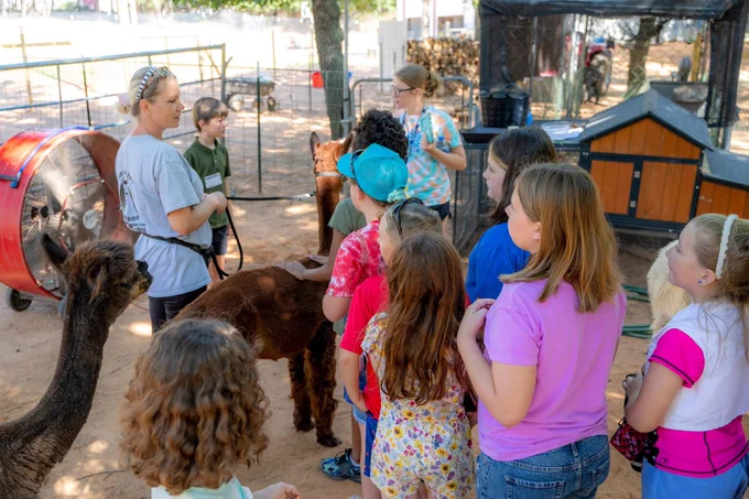 RSC Kid’s College campers are learning about alpacas at a farm.