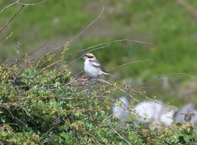 Woodchat Shrike