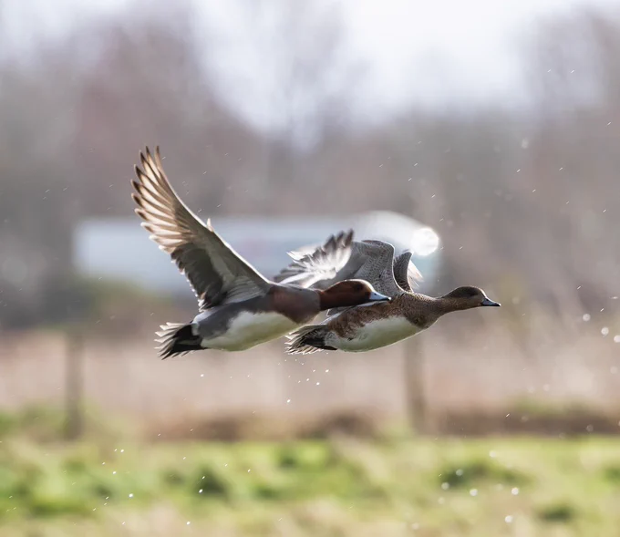 Wigeon pair in flight