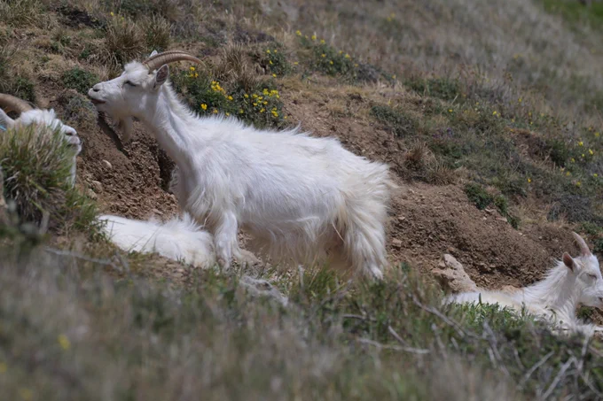 Feral Goat