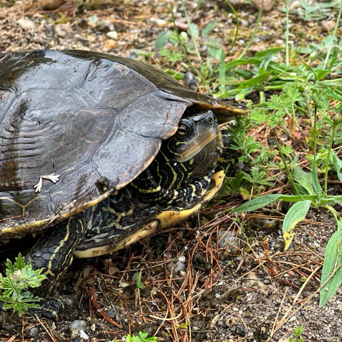 An adult map turtle on the ground.
