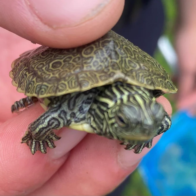 Baby map turtle being held.