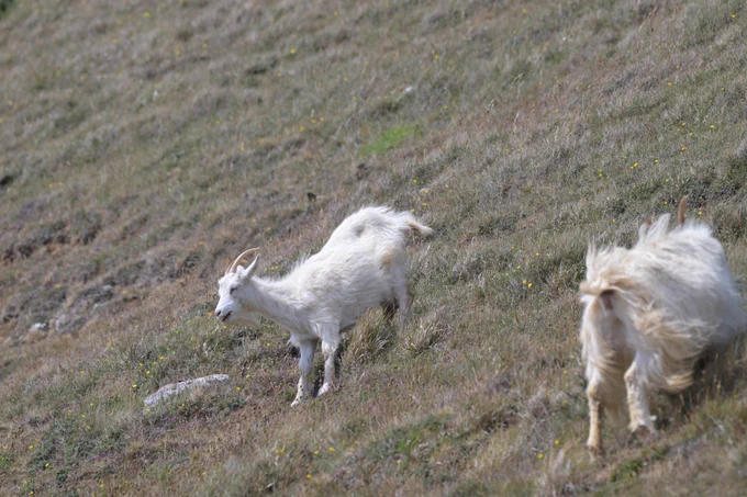 Feral Goat