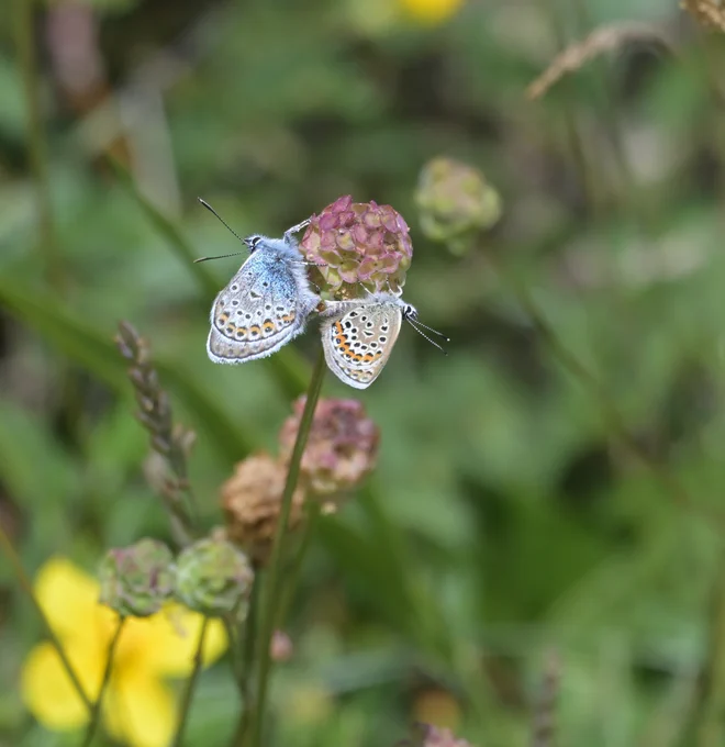 Silver Studded Blue