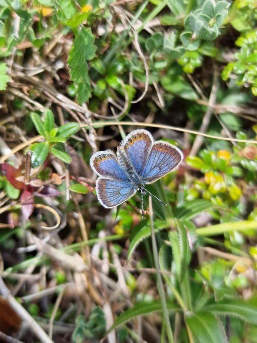 Silver Studded Blue