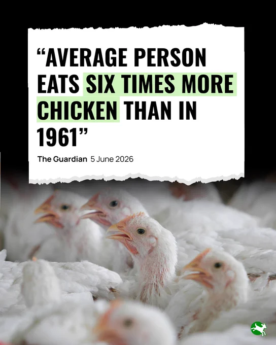 “Average person eats six times more chicken than in 1961” The Guardian  5 June 2026.