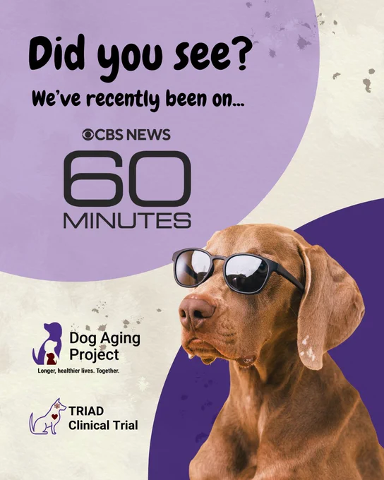 Decorative image of a dog wearing sunglasses looking at text that reads Did you see? We’ve recently been on… CBS News 60 Minutes with the Dog Aging Project and TRIAD Clinical Trial logos on the bottom left corner. 