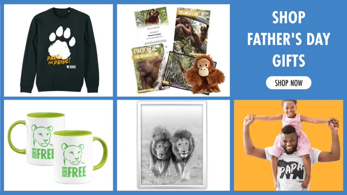 A collage of Father's Day gift ideas featuring a paw print sweatshirt, orangutan-themed books and plush, green-handled mugs with lions, a black and white photo of two lions, and a person giving a child a piggyback ride. Text reads "Shop Father's Day Gifts, Shop Now."