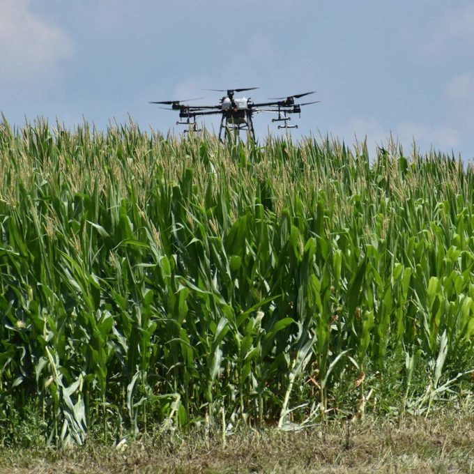 Drone spraying in corn field. 