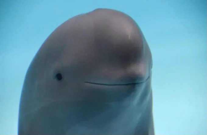 Meme image of a dolphin staring blankly  