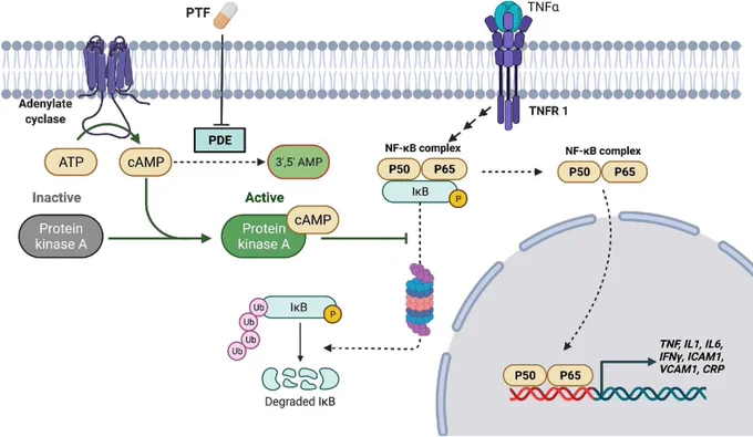 Mechanism proposed to explain the anti-inflammatory effects of pentoxifylline. Inhibition of PDE by pentoxifylline increases cAMP levels, thus activating PKA. Active PKA inhibits ubiquitination that drives IkB to proteasome degradation thus preventing p50/p65 translocation and the expression of inflammatory cytokines and other genes. S