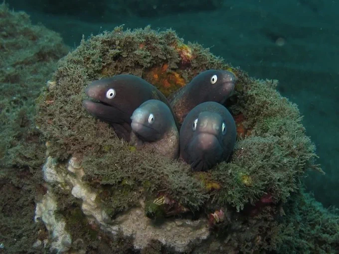 Four white eyed moray eels poking their heads out of a hole, looking silly and Muppet-like.