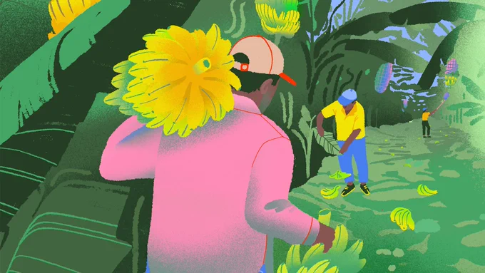 An illustration of farm laborers harvesting bananas.