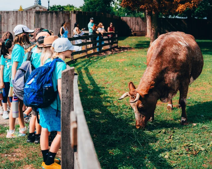 A group of children stands by a wooden fence in Greenfield Village, watching a large cow grazing on grass. Other visitors can be seen in the background near a tree with orange leaves.