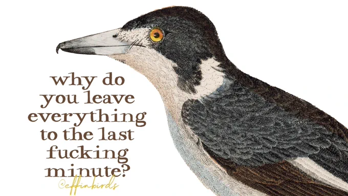 A painting of a bird next to the words "why do you leave everything to the last fucking minute?"
