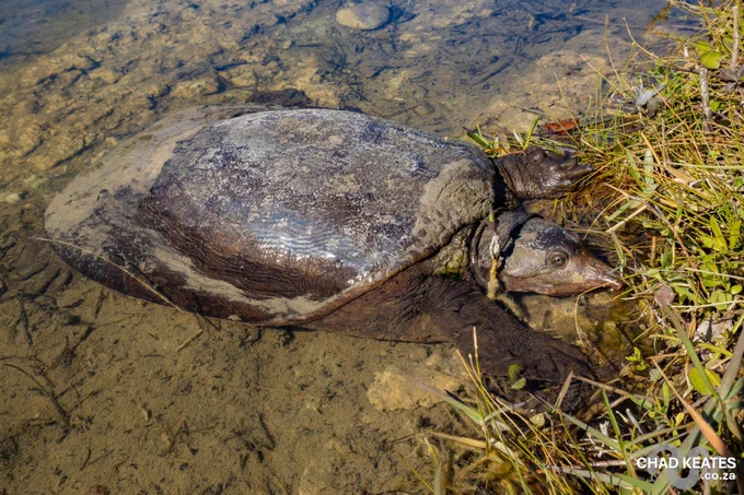 Florida Softshell Turtle (Apalone ferox) photographed in Miami, Florida