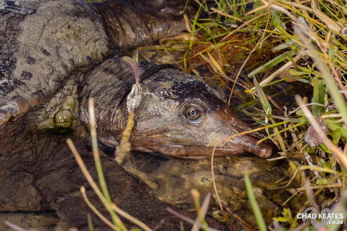 Florida Softshell Turtle (Apalone ferox) photographed in Miami, Florida