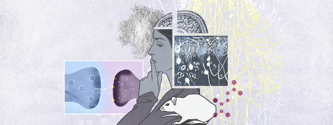 Una rata, una molécula de una droga, una mujer, su cerebro y neuronas.	