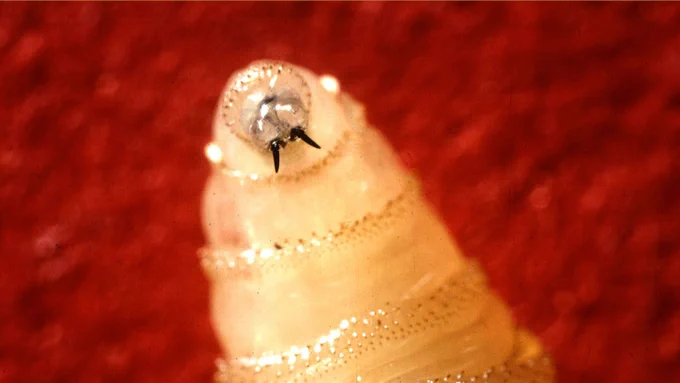 Close-up of a translucent insect larva with visible mouthparts against a red background.
