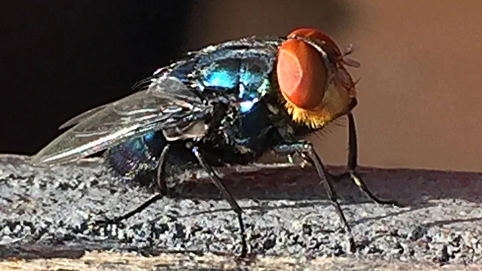 Close-up of a metallic blue New world screwworm with large red eyes resting on a textured surface.