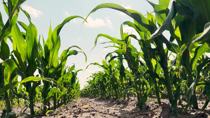 corn field
