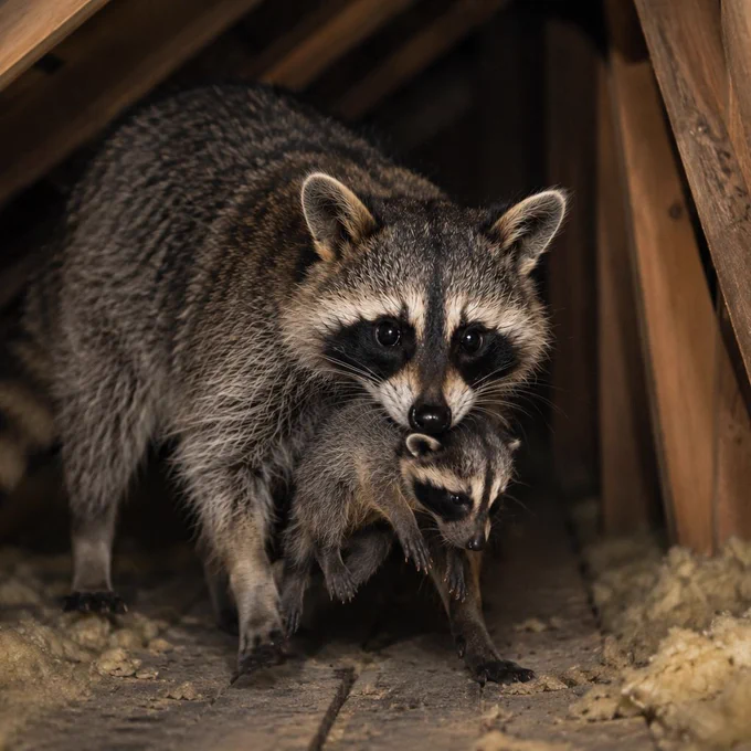 Mother raccoon carrying her baby through a residential attic while relocating the nest to a safer area.