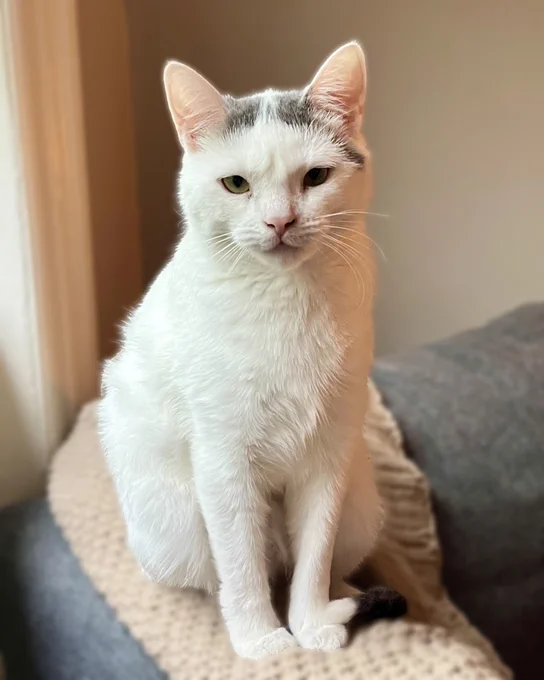 White rescued cat named Mama Darcy with brown tabby markings on her head sits attentively by a sunlit window on a knitted blanket draped over a gray couch. Mama Darcy is available for adoption through Lost Dog & Cat Rescue Foundation.