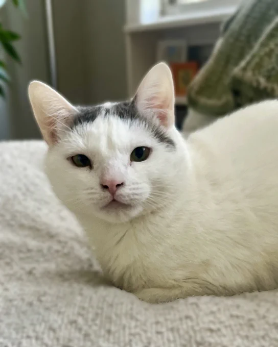 White rescued cat named Mama Darcy with brown tabby markings on her head curls up in a loaf on a soft beige blanket indoors near a window. Mama Darcy is available for adoption through Lost Dog & Cat Rescue Foundation.