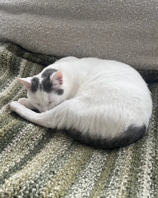 White rescued cat named Mama Darcy with brown tabby markings on her head and tails curls up sleeping on a textured multi-colored green striped blanket. Mama Darcy is available for adoption through Lost Dog & Cat Rescue Foundation.
